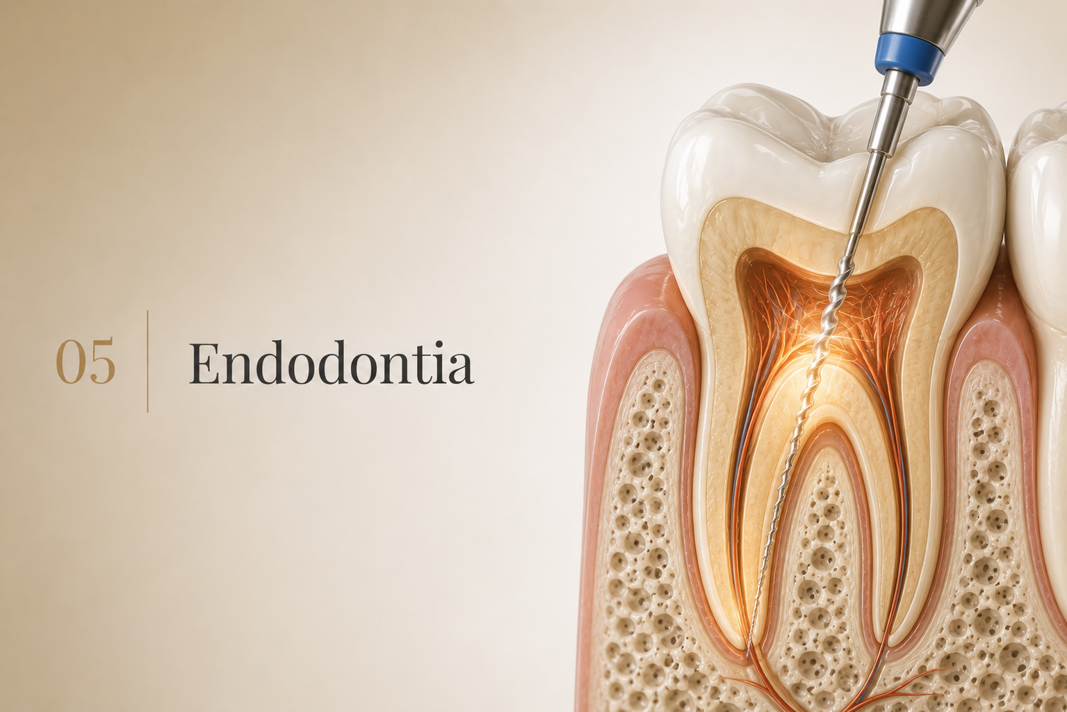 Ilustração editorial — Endodontia